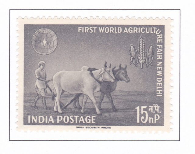 Farmer plouging with bullocks – 1959