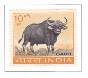 Bas Gaurus Gaur (Wild Ox) – 1963