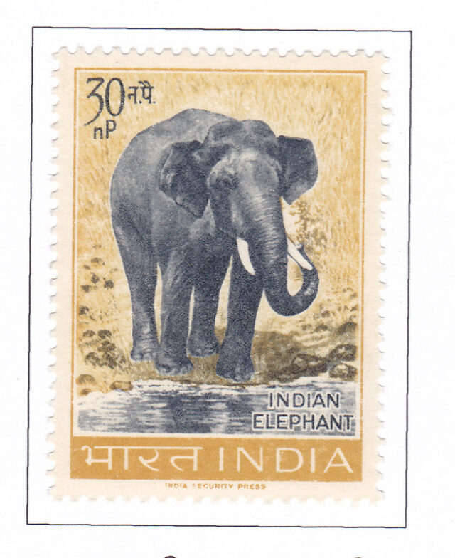 Elephas Maximus Indian Elephant – 1963