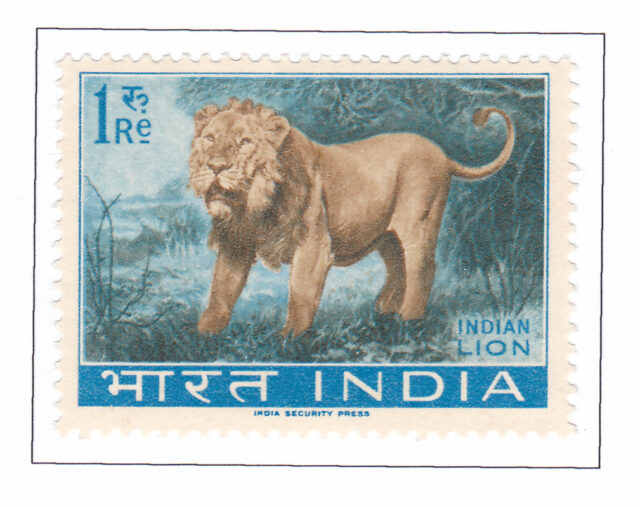 Panthrs leo Persica Indian Lion – 1963