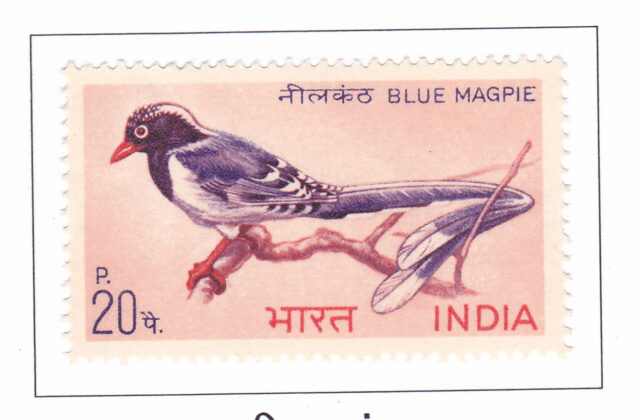 Red- billied Blue Magpie – 1968