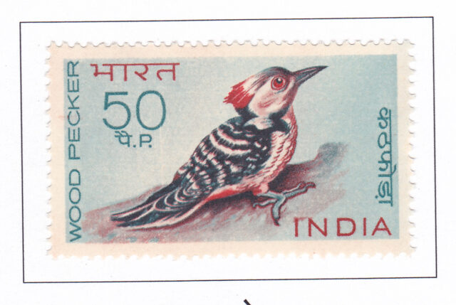 Brown- fronted pied wood pecker – 1968